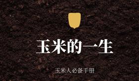 玉米的一生