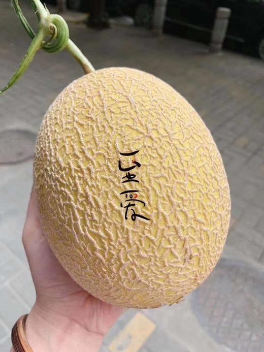 至爱新疆吐鲁番露天黄皮哈密瓜20号以后发货