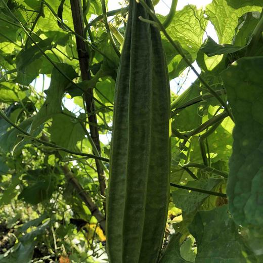 原生态角瓜丝瓜2条约1斤