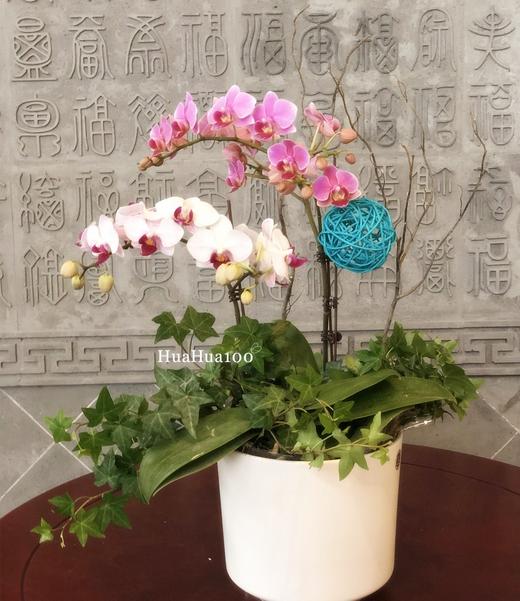 双色两株蝴蝶兰创意组盆 商品图5