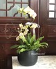 双色两株蝴蝶兰创意组盆 商品缩略图8