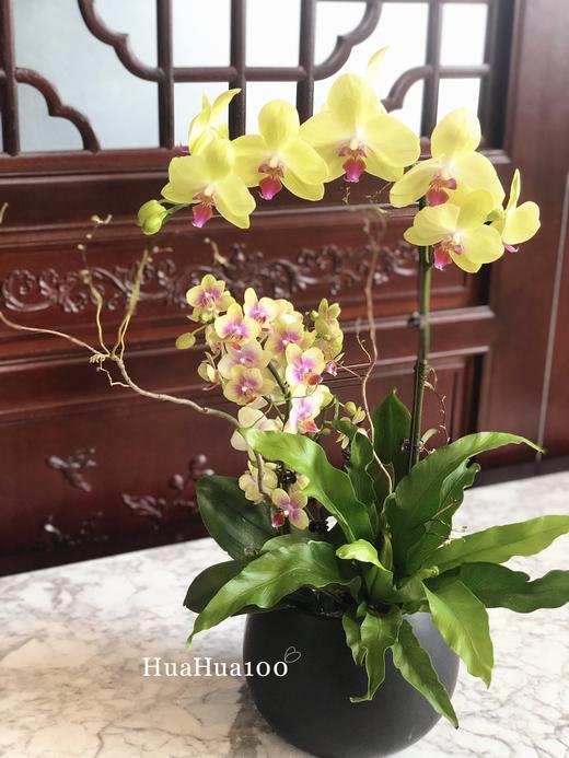 双色两株蝴蝶兰创意组盆 商品图4