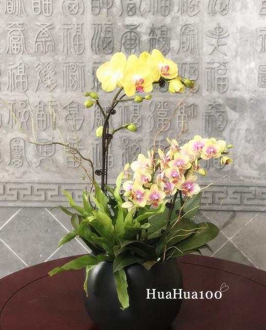 双色两株蝴蝶兰创意组盆 商品图6