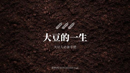 大豆的一生 商品图0