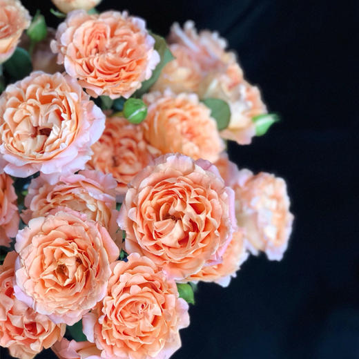 肯尼亚玫瑰/杏花蕾丝多头玫瑰5支 - 广之礼同城鲜花旗舰店