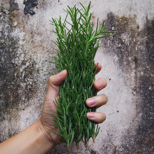 迷迭香 Rosemary 商品图1