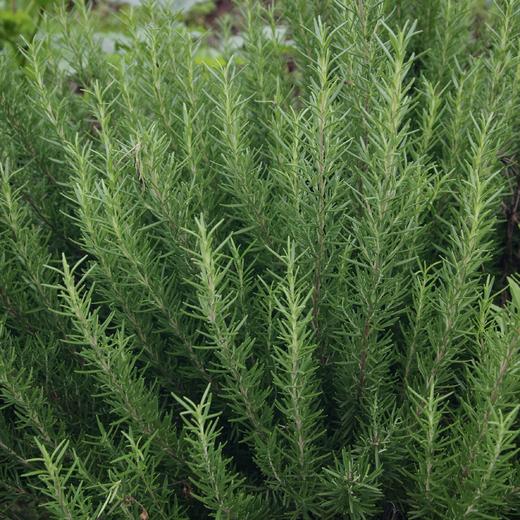 迷迭香 Rosemary 商品图0