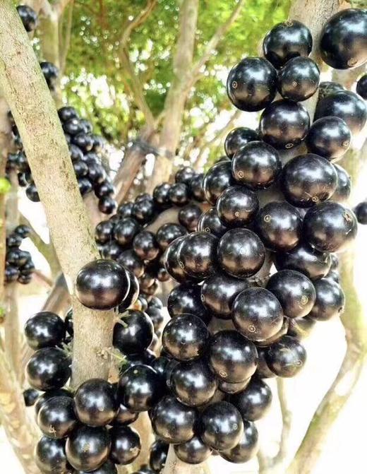 【巴西树葡萄】又名嘉宝果,果肉呈多汁半透明,甘甜无比气味芬芳甜度