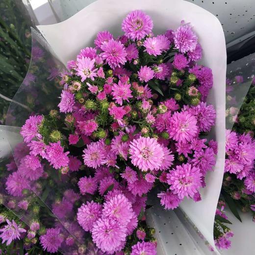 孔雀草·粉色 商品图0