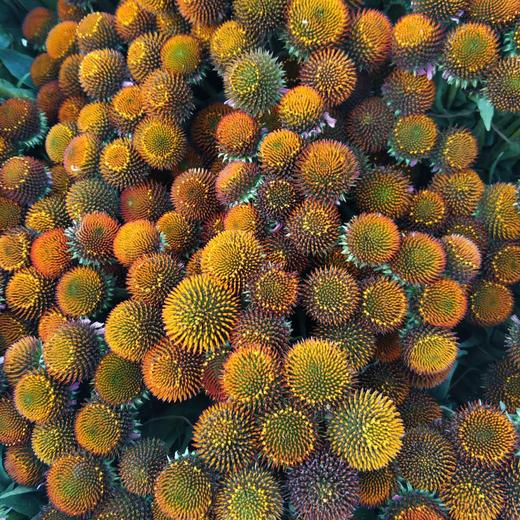 猫眼（大花） 商品图1