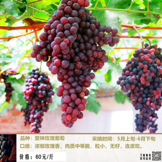 【预售】精品爱神玫瑰葡萄礼盒5月中旬成熟 商品图0