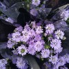 孔雀草·紫色 商品缩略图1