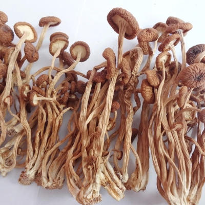 有机茶树菇干货120g/袋（中国有机认证） 商品图1