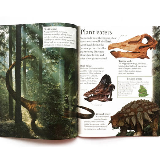 DK 英文原版 畅销20年经典作品 eyewonder 视觉奇观系列 适合5-8岁亲子共读/6-12岁自主阅读 商品图3