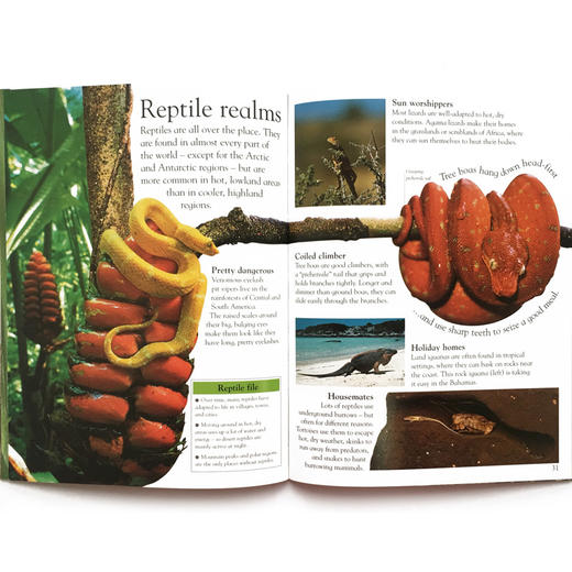 DK 英文原版 畅销20年经典作品 eyewonder 视觉奇观系列 适合5-8岁亲子共读/6-12岁自主阅读 商品图13