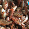 【野生石翁鱼】野生海鲜 宝宝炖汤辅食 帮杀好，杀前每份约400克约12条 商品缩略图2
