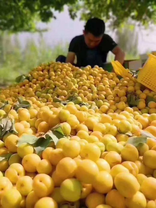 【小白杏}白杏肉质细嫩，味极甘甜，果肉离核，成熟的白杏，蜜糖一般的甘甜中 商品图2