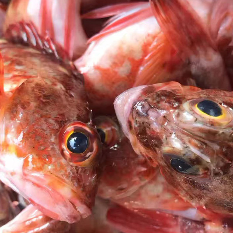 【野生石翁鱼】野生海鲜 宝宝炖汤辅食 帮杀好，杀前每份约400克约12条