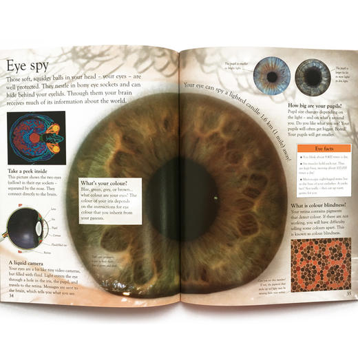 DK 英文原版 畅销20年经典作品 eyewonder 视觉奇观系列 适合5-8岁亲子共读/6-12岁自主阅读 商品图6