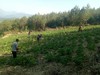 万源高山土豆 商品缩略图1