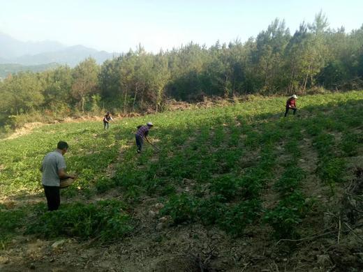 万源高山土豆 商品图1