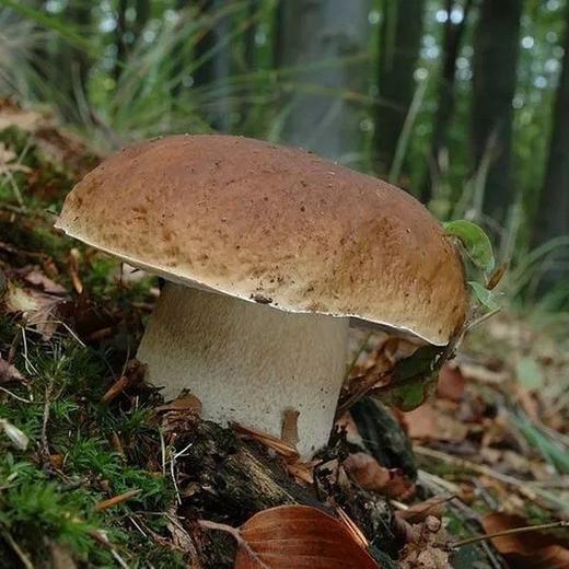 农村能吃的野蘑菇图图片