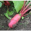 生态水萝卜 |石嫣农场 商品缩略图2
