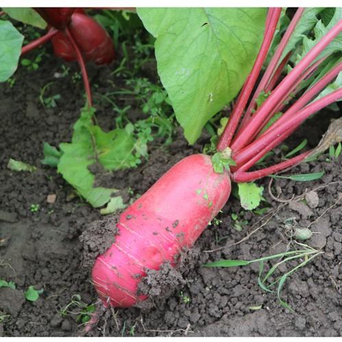 生态水萝卜 |石嫣农场 商品图2