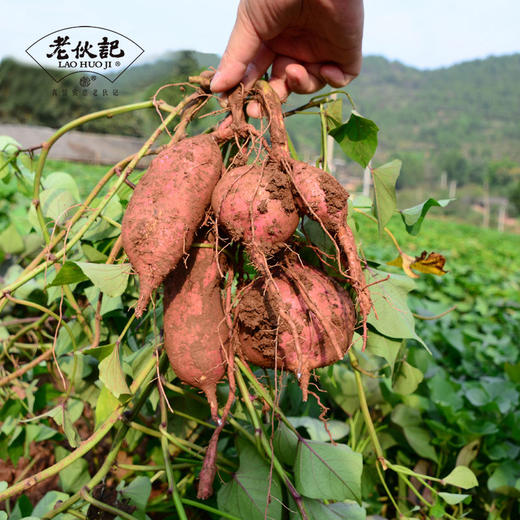 老伙记纯红薯淀粉 四川遂宁蓬溪任隆镇手工特产红苕粉 纯红薯淀粉传统工艺制作 商品图6