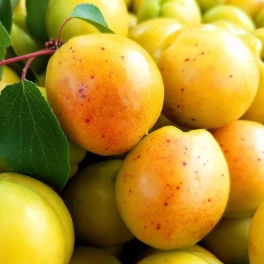 su's算了 商品图1