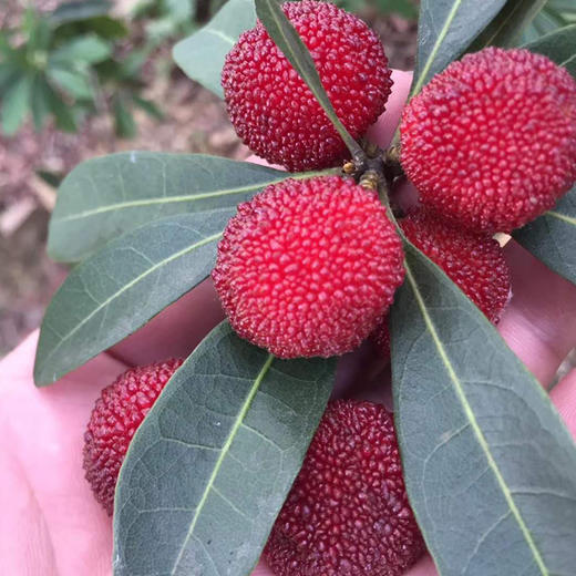 农场直发包邮宜兴猴子岭有机杨梅15kg