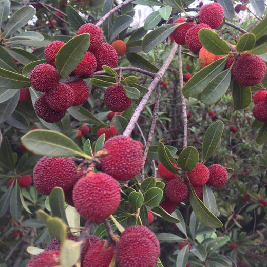 农场直发包邮宜兴猴子岭有机杨梅15kg