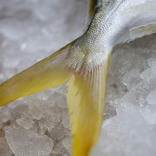 金鲳鱼500g/条 - 三只渔船 东山岛野生海鲜