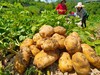 万源高山土豆 商品缩略图0