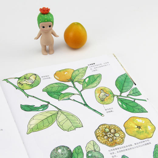 盛口满的手绘自然图鉴系列全四册：水果的秘密+蔬菜的植物学+谷物的智慧+餐后骨头大考察 商品图4