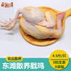 戥（děng）鸡 阉鸡 商品缩略图0