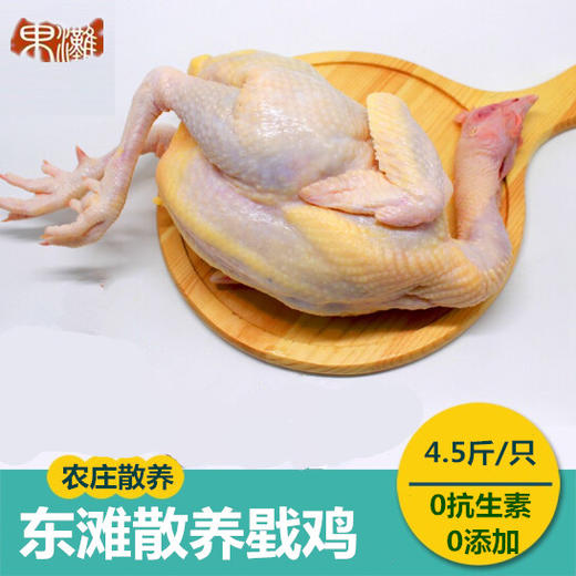 戥（děng）鸡 阉鸡 商品图0