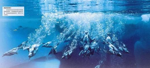 DK海洋大百科 神秘探索海洋世界 DK权威一场海底视觉盛宴 商品图10