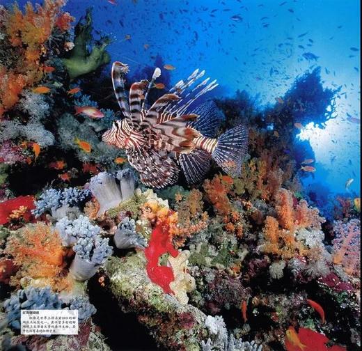 DK海洋大百科 神秘探索海洋世界 DK权威一场海底视觉盛宴 商品图12