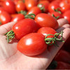 【云南丽江小番茄】 水果番茄 酸甜多汁 自然生长 5斤 商品缩略图1