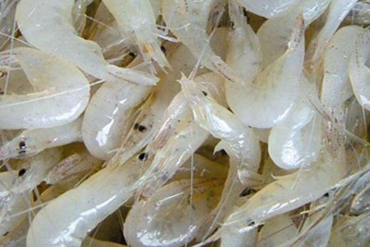 白虾仔鲜活