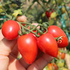 【云南丽江小番茄】 水果番茄 酸甜多汁 自然生长 5斤 商品缩略图0