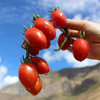 【云南丽江小番茄】 水果番茄 酸甜多汁 自然生长 5斤 商品缩略图3