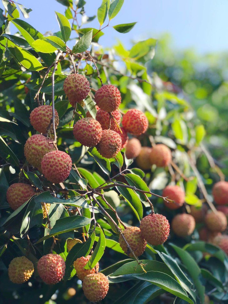 荔枝皇后老树桂味荔枝淡淡桂花香果感清甜多汁冷链包邮