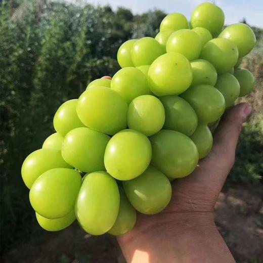 阳光玫瑰 又称相印青提 2斤/3斤±200g （48-72小时发货） 商品图10