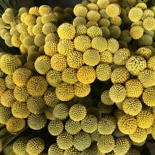 黄金球10支一扎