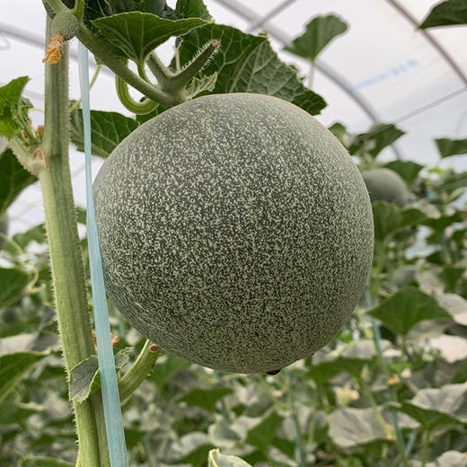 【陕西雅州蜜瓜】香味浓郁 颗颗脆甜 糖度18  瓜棚新鲜直采 甜蜜直达