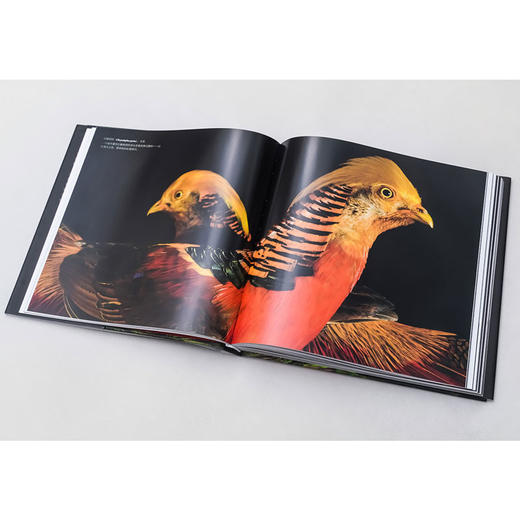 《NATIONAL GEOGRAPHIC珍稀鸟类全书》“影像方舟”（Photo Ark）中文作品！ 商品图9