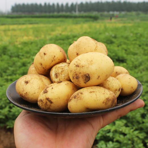 密云农家沙地现挖小土豆包邮  个头小巧  皮薄肉糯  又沙又面 商品图4