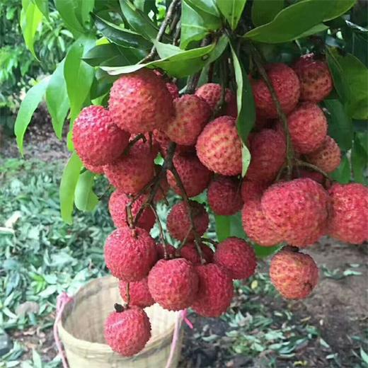 【七掌櫃·桂味荔枝】桂味,荔枝中的貴族品種.